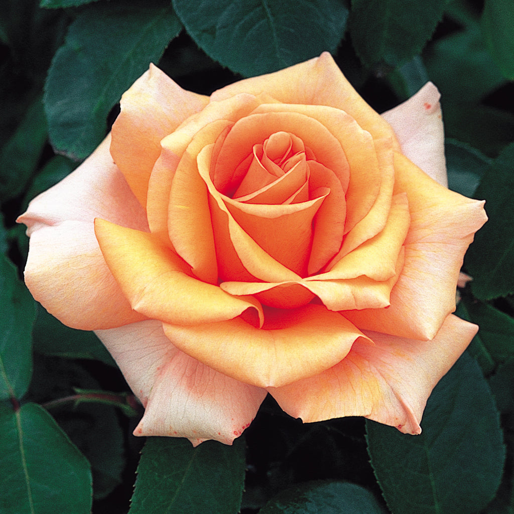 Warm Wishes (Fryxotic) | Hybrid Tea | David Austin Roses