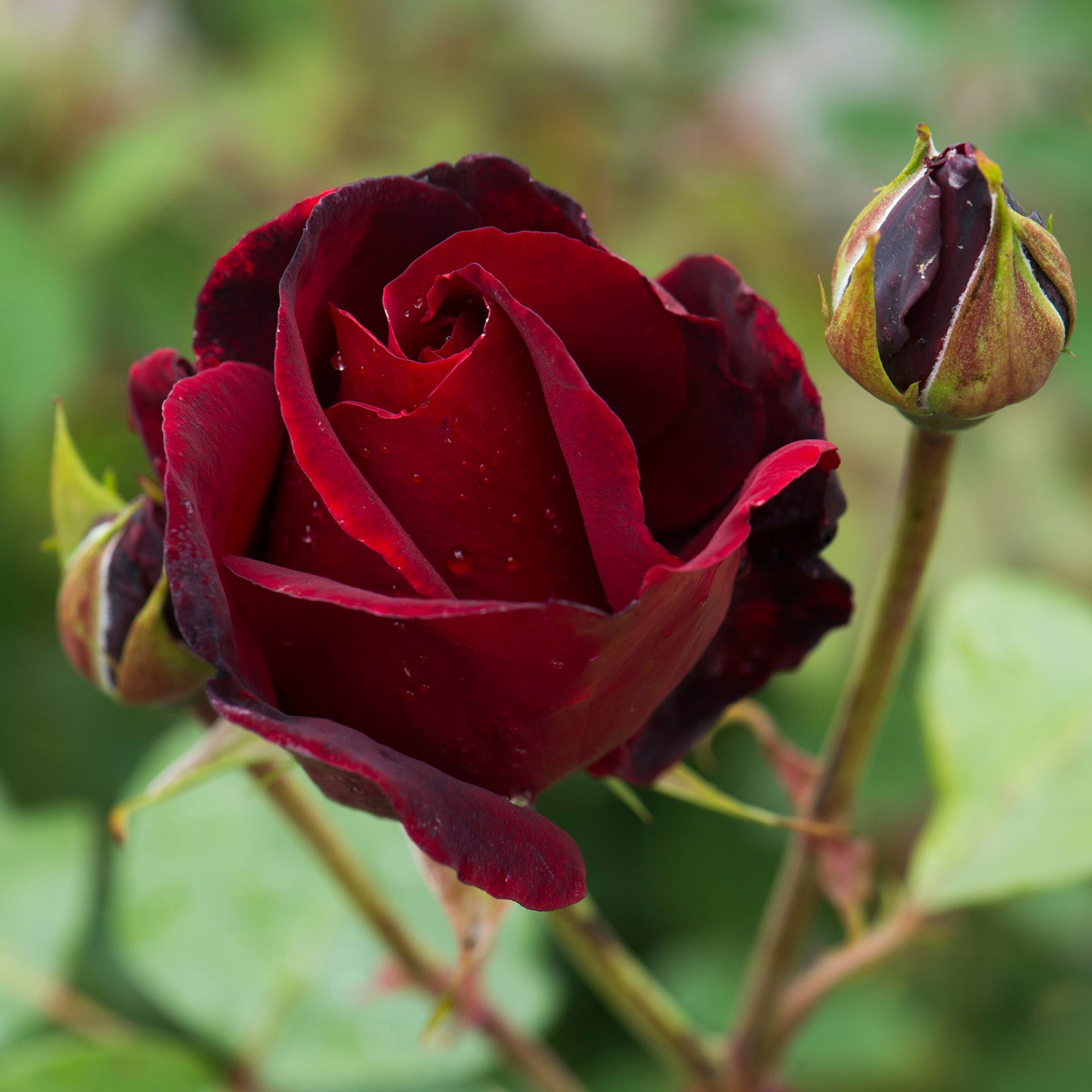 Tea Roses Hybrid Tea Roses | David Austin Roses