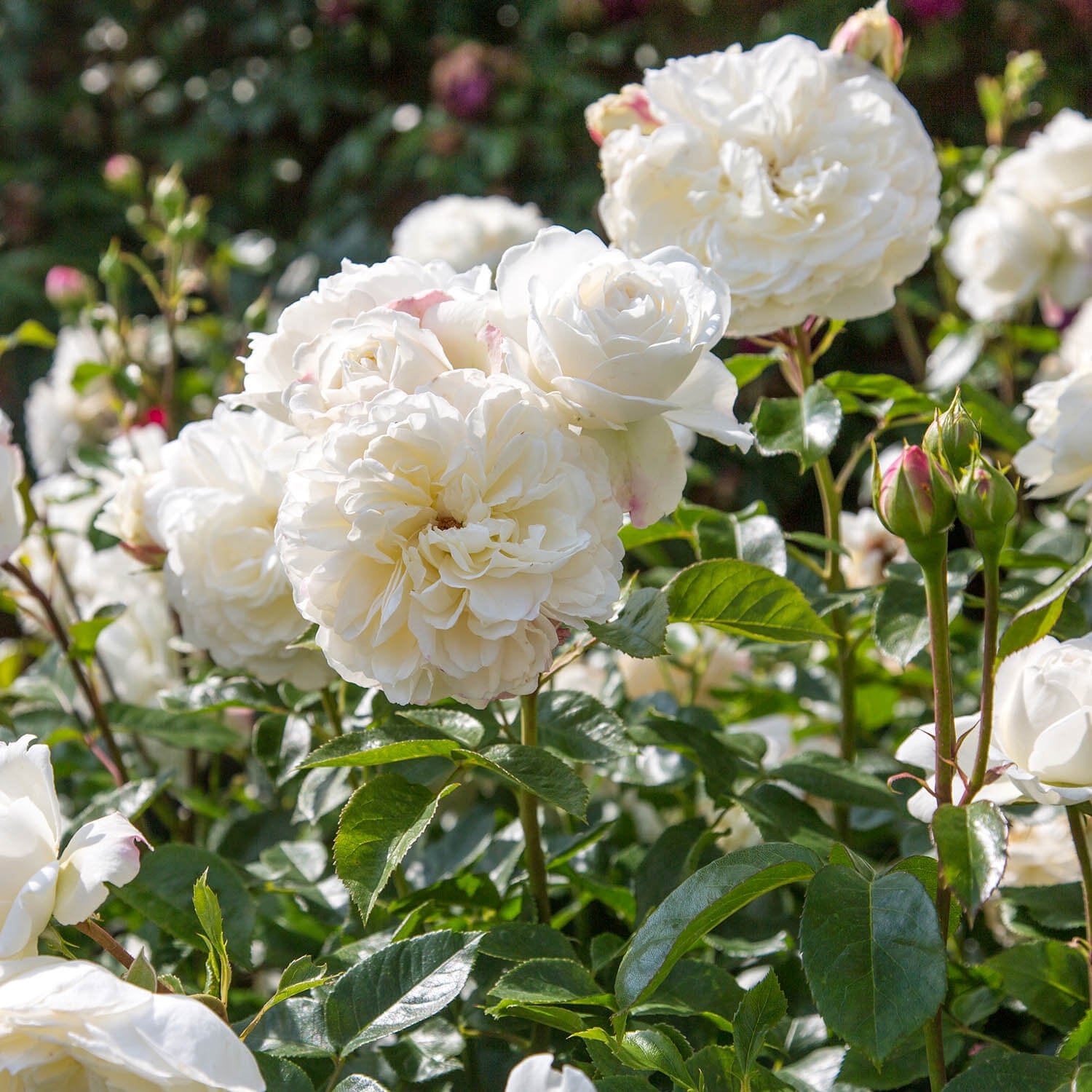 Ehglish Roses Tranquillity (Ausnoble) | English Shrub Rose | David Austin Roses