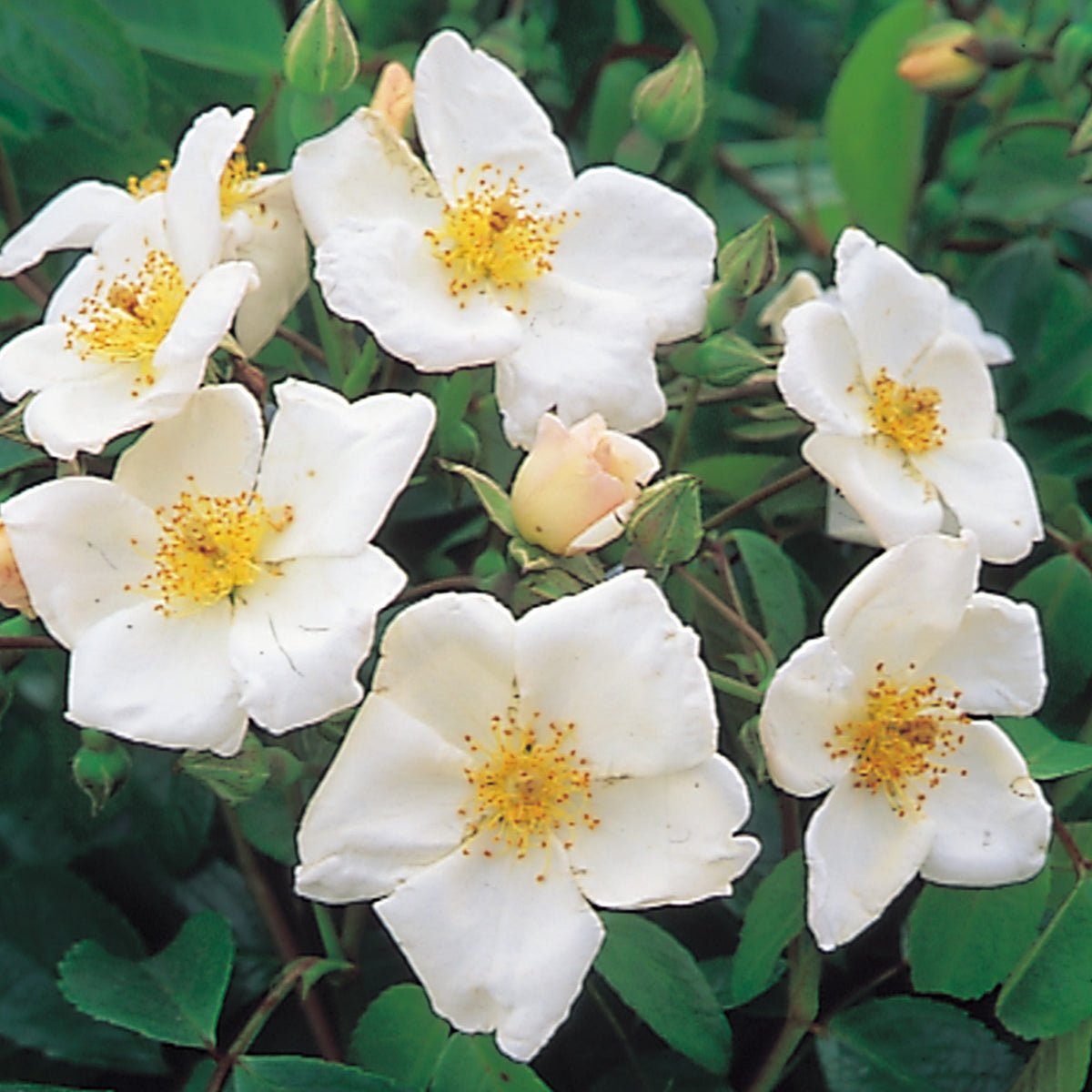 Ground Cover Roses | David Austin Roses