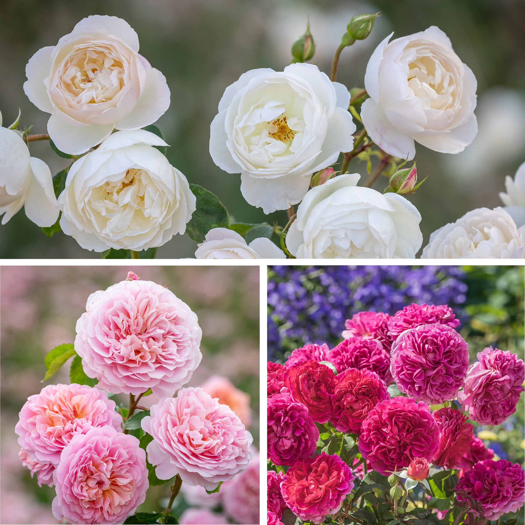 Scents of summer bundle