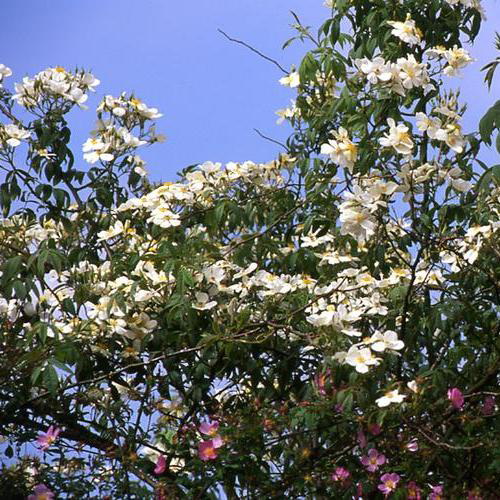 R. brunonii