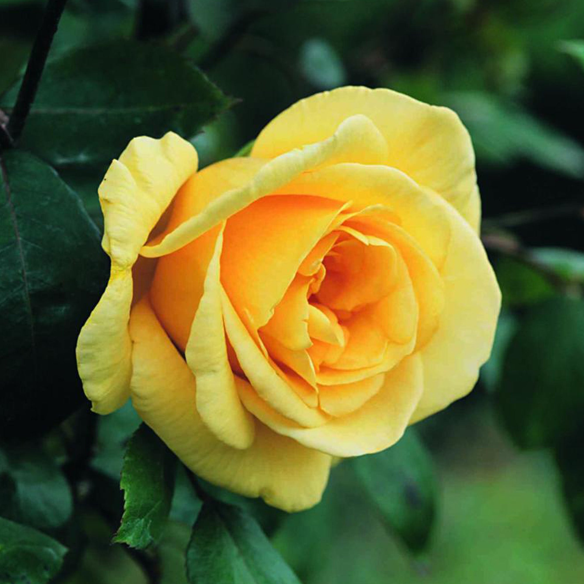 Lady Hillingdon | Climbing Rose | David Austin Roses
