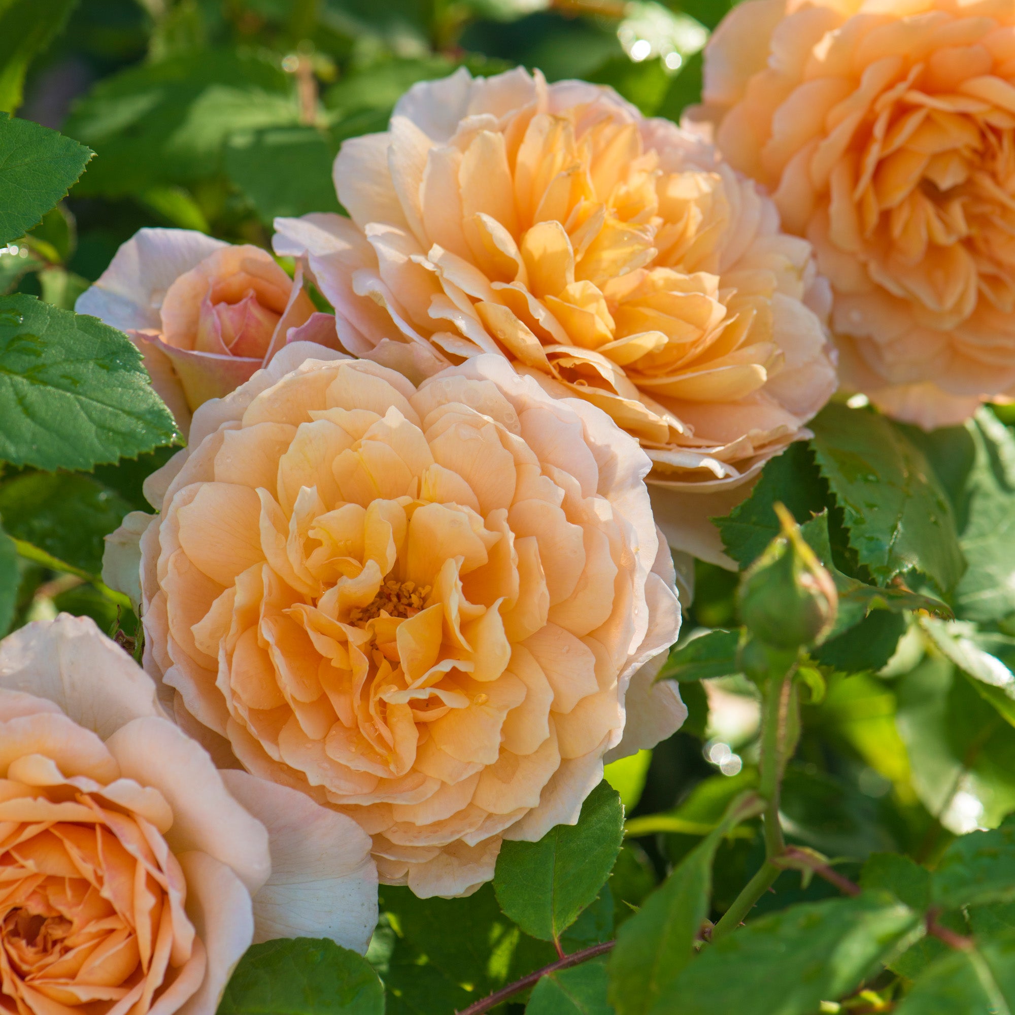 Inglish Roses Grace (Auskeppy) | English Standard Tree Rose | David Austin Roses