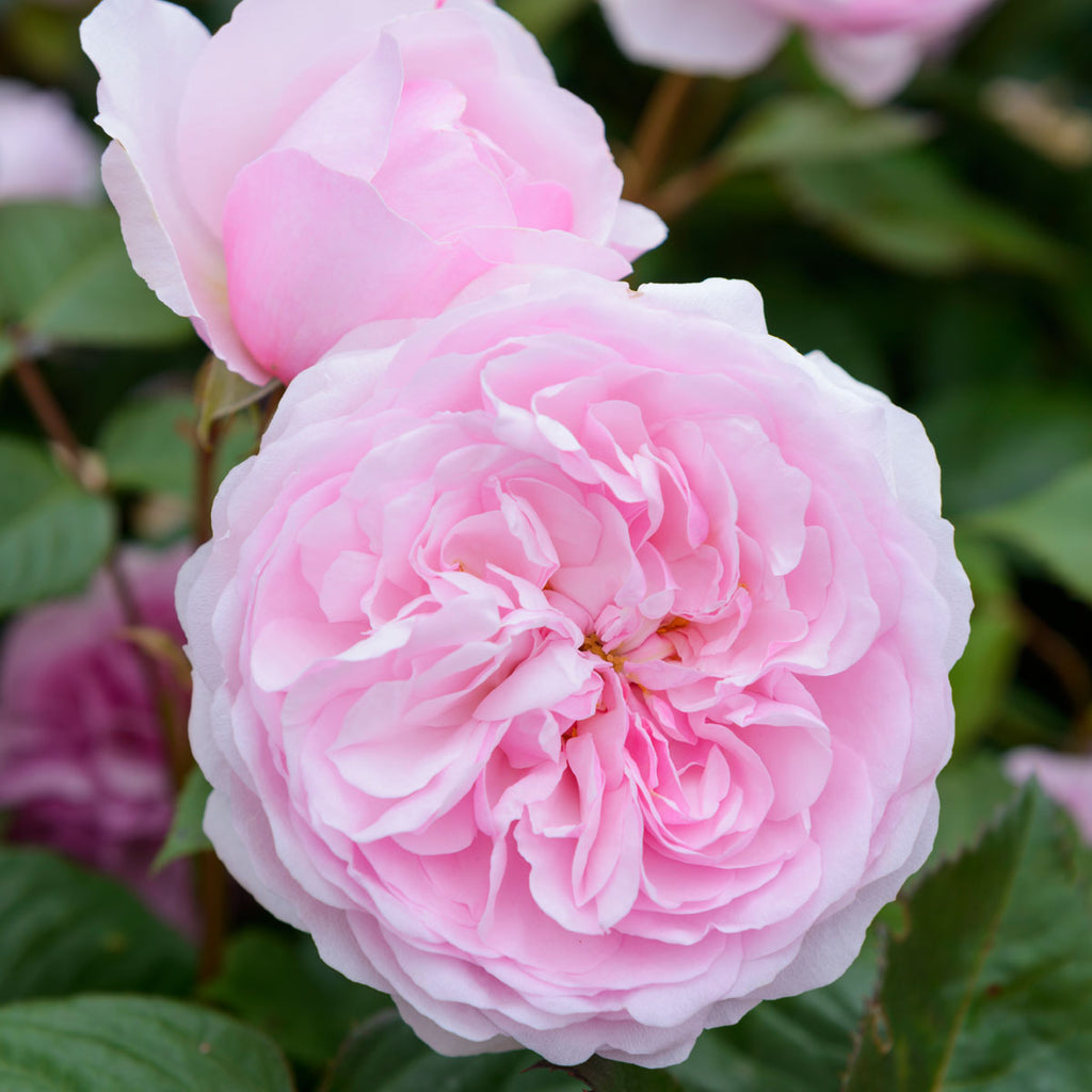 Olivia Rose Austin (Ausmixture) | English Standard Tree Rose | David ...