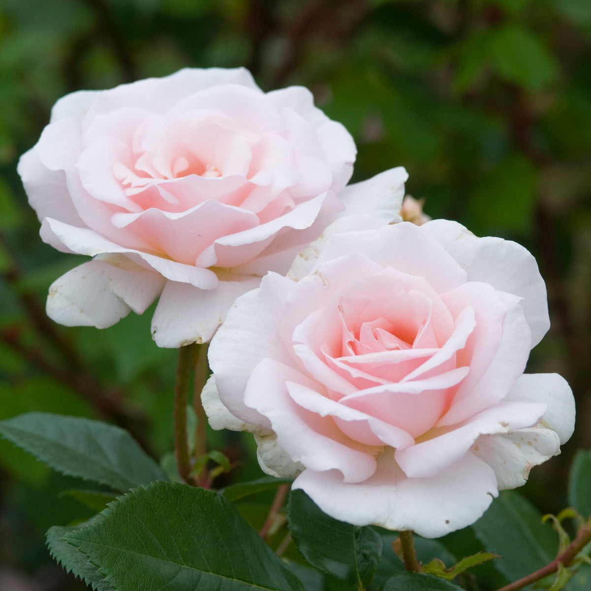 Hybrid Tea Roses | David Austin Roses