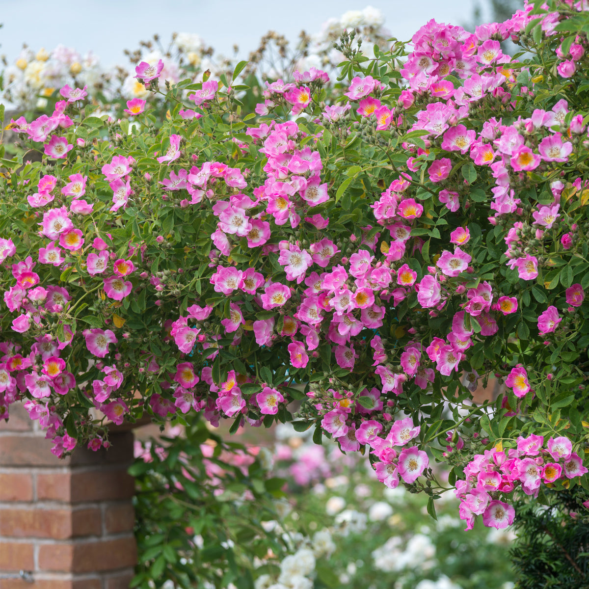 Kew Rambler | Rambling Rose | David Austin Roses