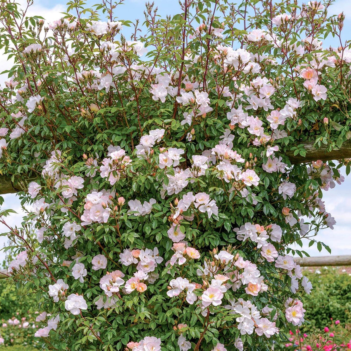 Tea Roses Rambling Single Open Arms (Chewpixcel) | Rambling Rose | David Austin Roses