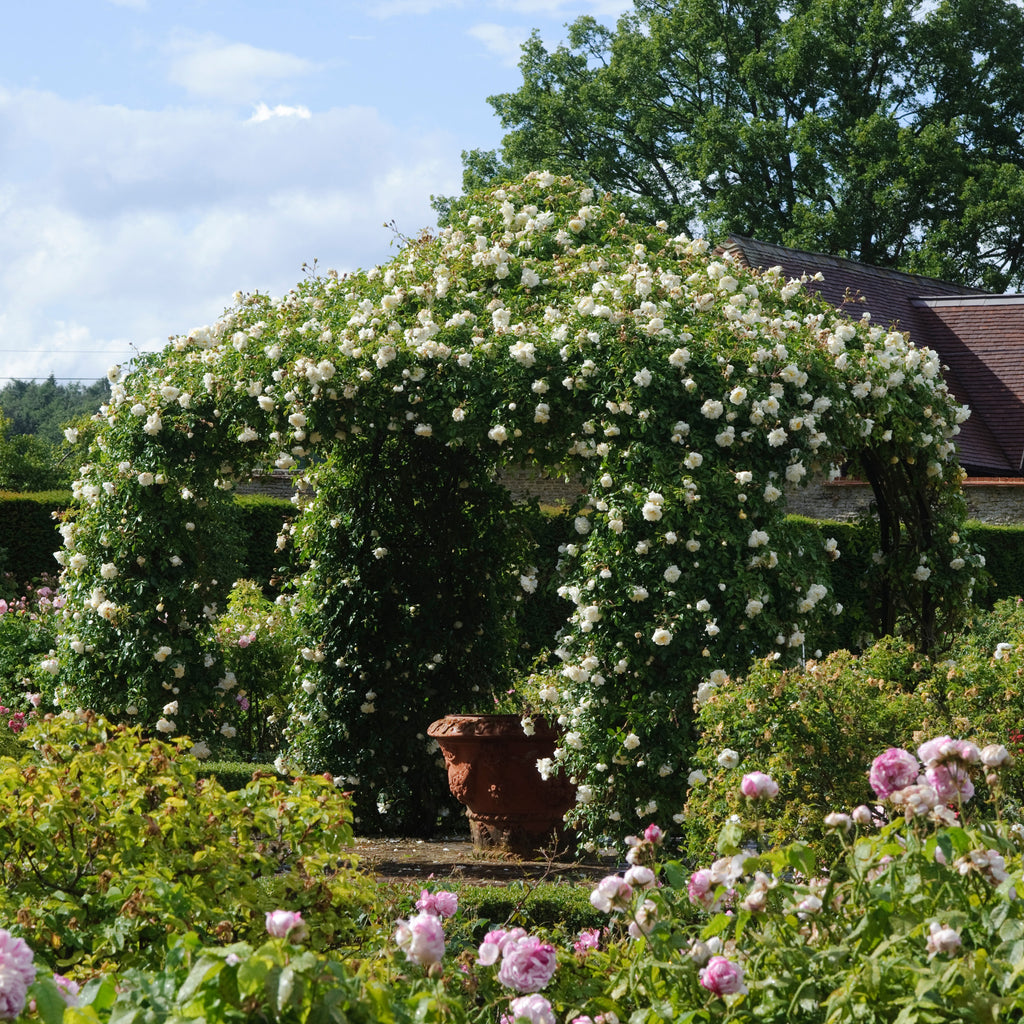 Barbier Rambling Roses Albéric Barbier | Rambling Rose | David Austin Roses