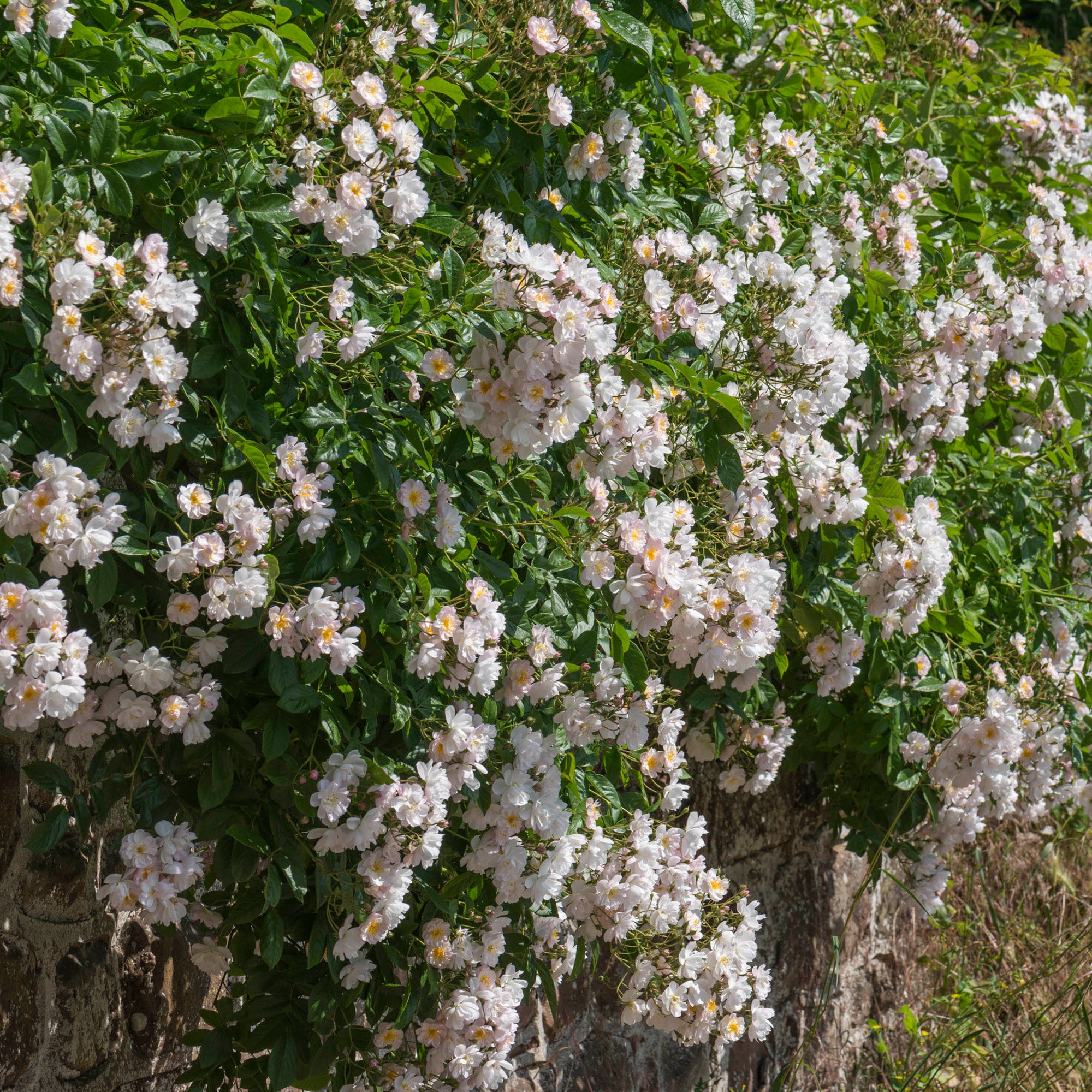 R. filipes ‘Brenda Colvin’