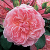 Anne Boleyn®