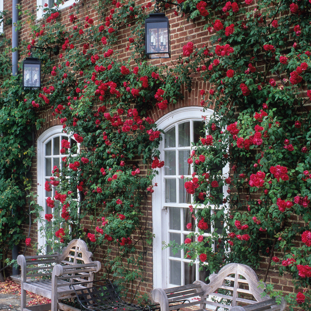 Harkness Roses History Ena Harkness | Climbing Rose | David Austin Roses