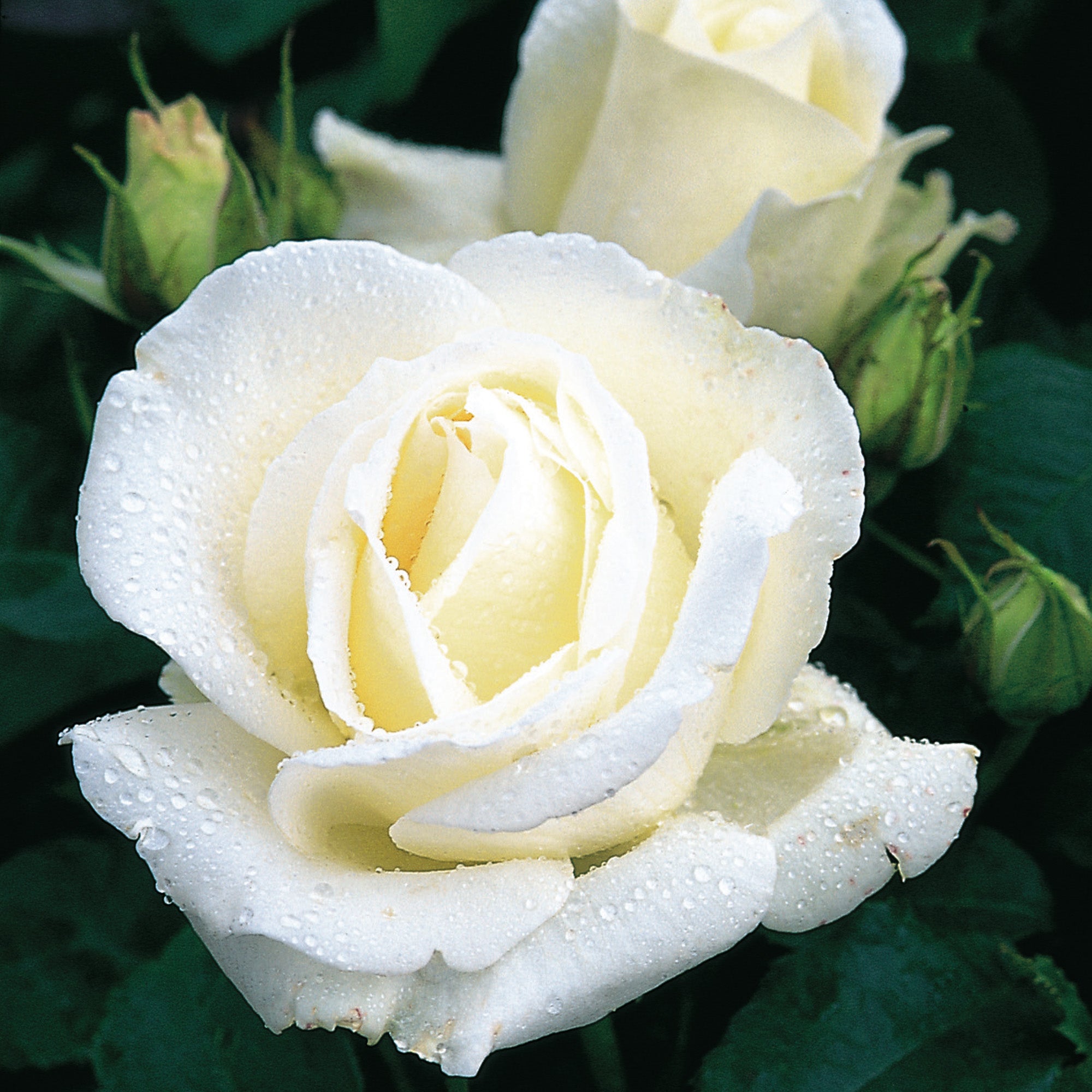 Silver Anniversary (Poulari) | Hybrid Tea | David Austin Roses