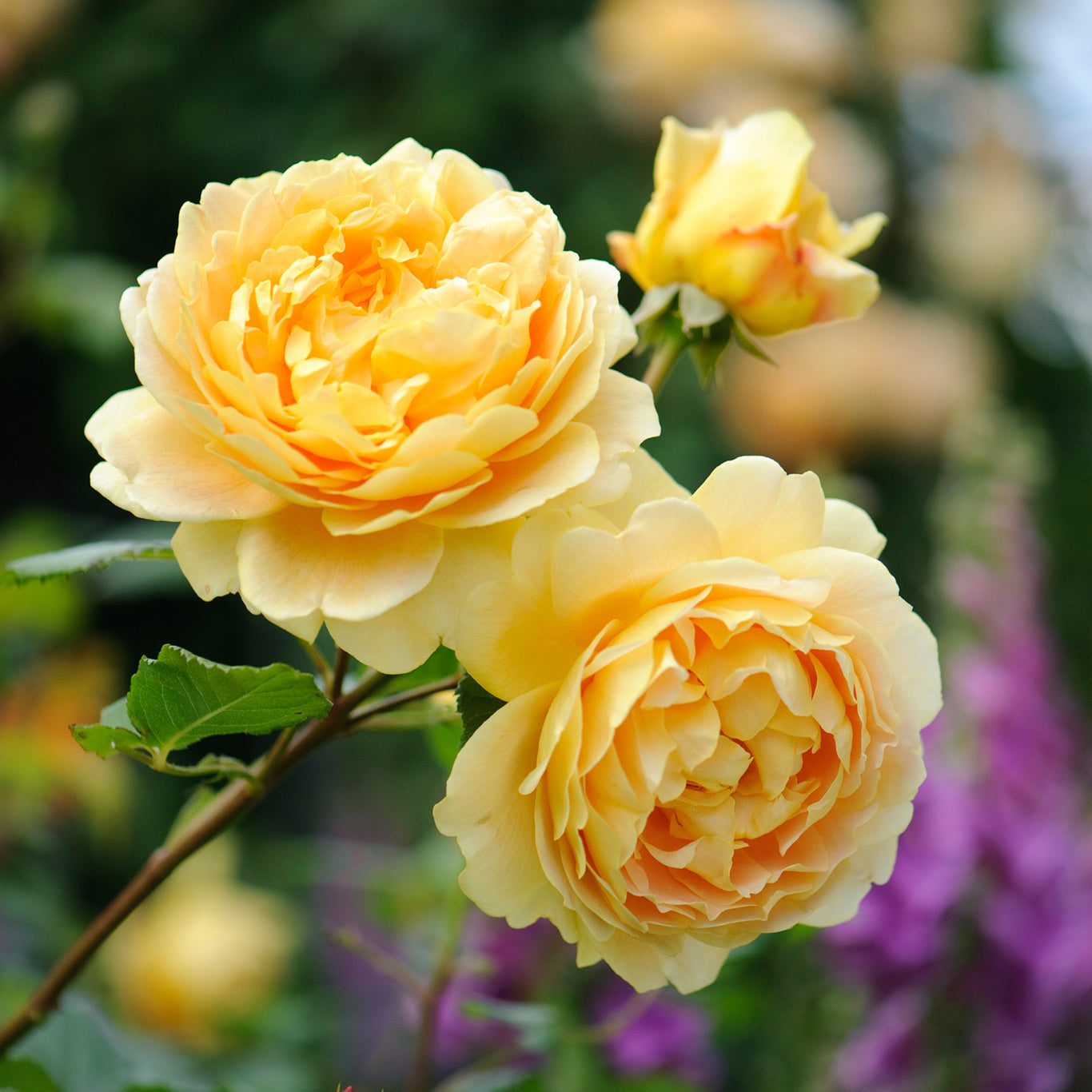 Golden Celebration (Ausgold) | English Shrub Rose | David Austin Roses