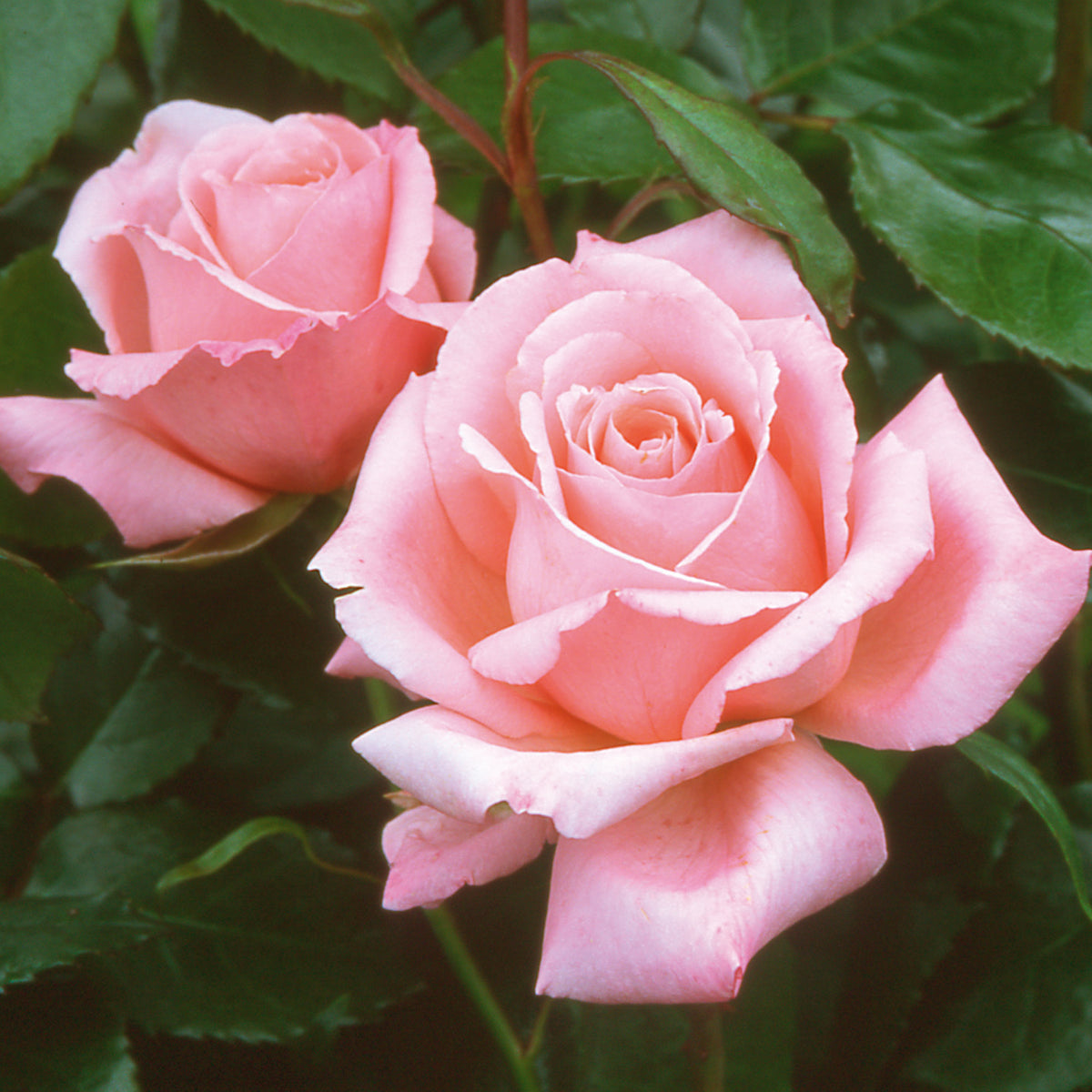 Hybrid Tea Roses | David Austin Roses