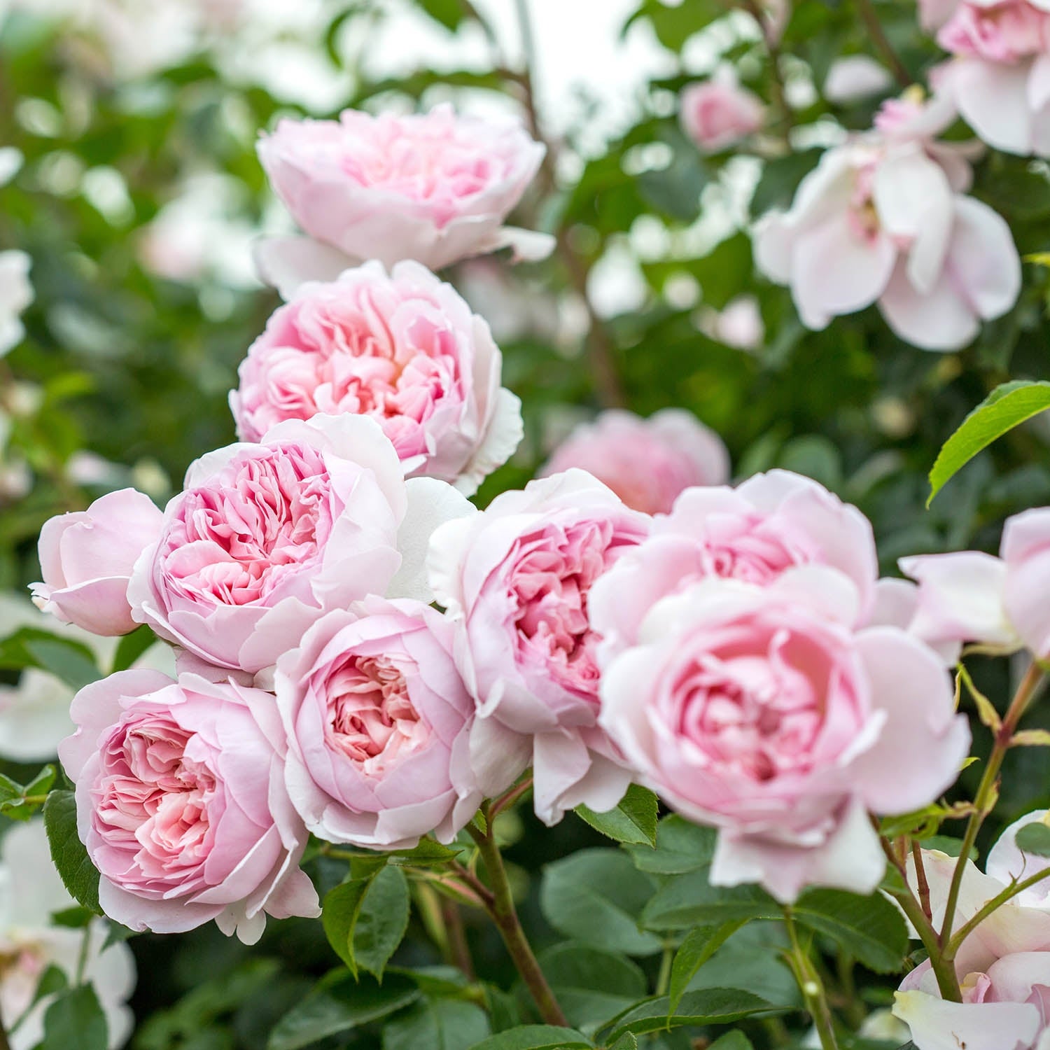 Wildeve (Ausbonny) | English Shrub Rose | David Austin Roses