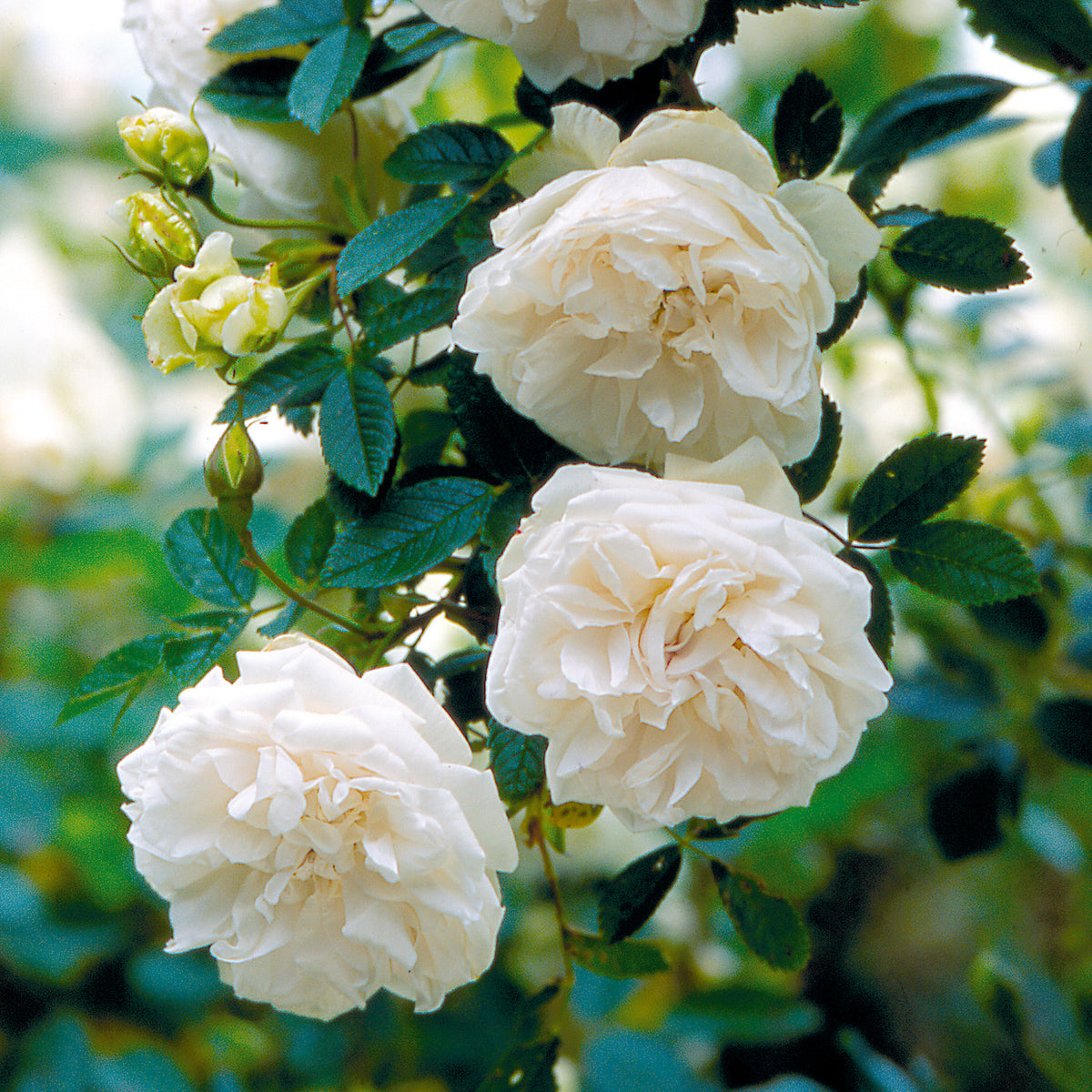 Fragrant Rugosa Roses Rosa Rugosa Rose | David Austin Roses