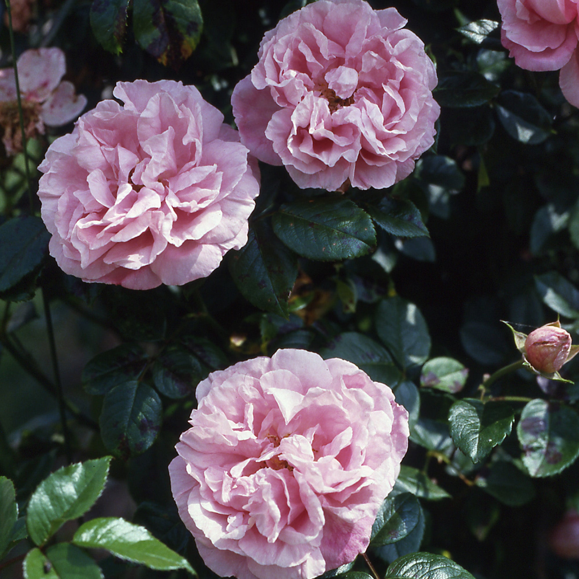 Gerbe Rose