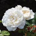 William and Catherine®