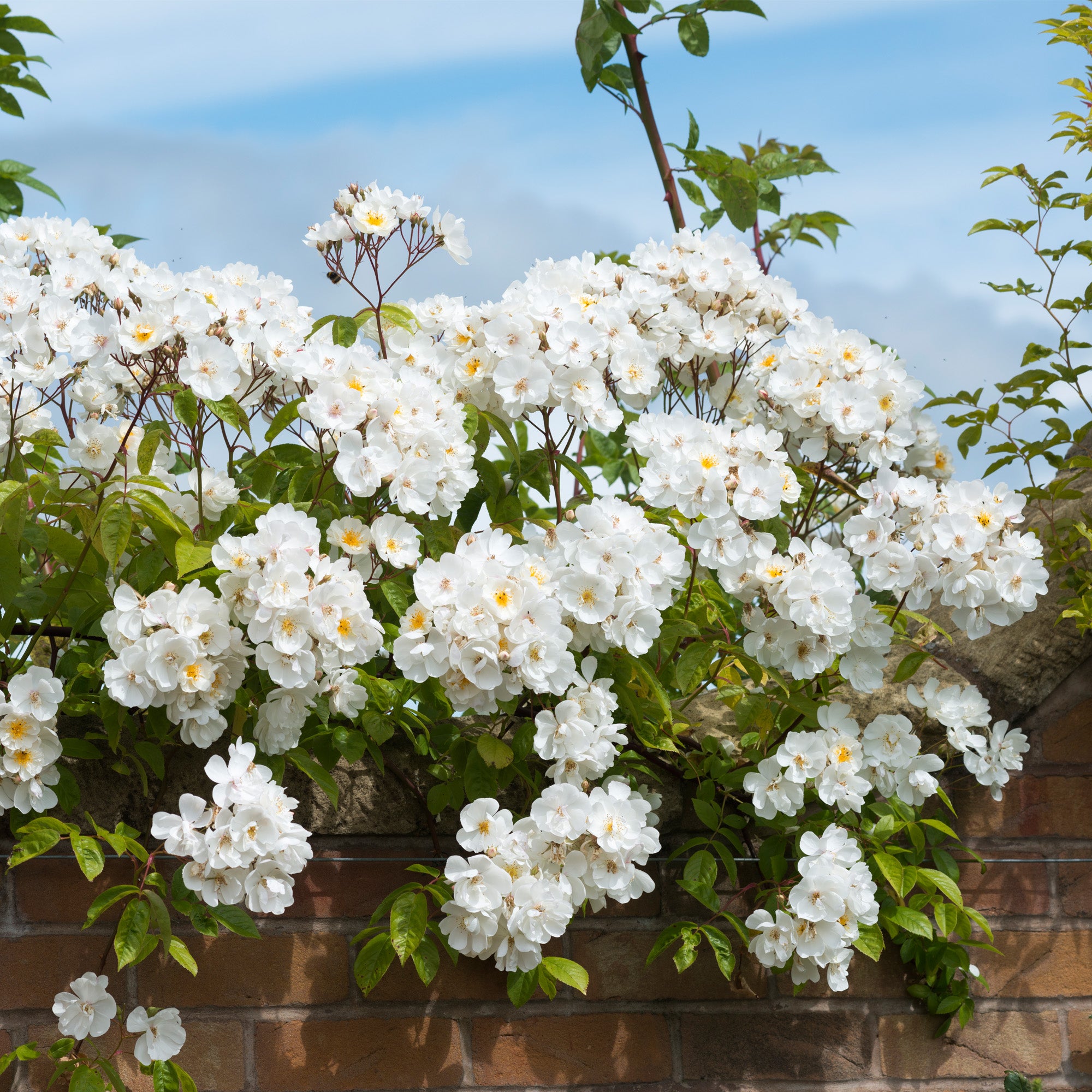Bobbie James | Rambling Rose | David Austin Roses
