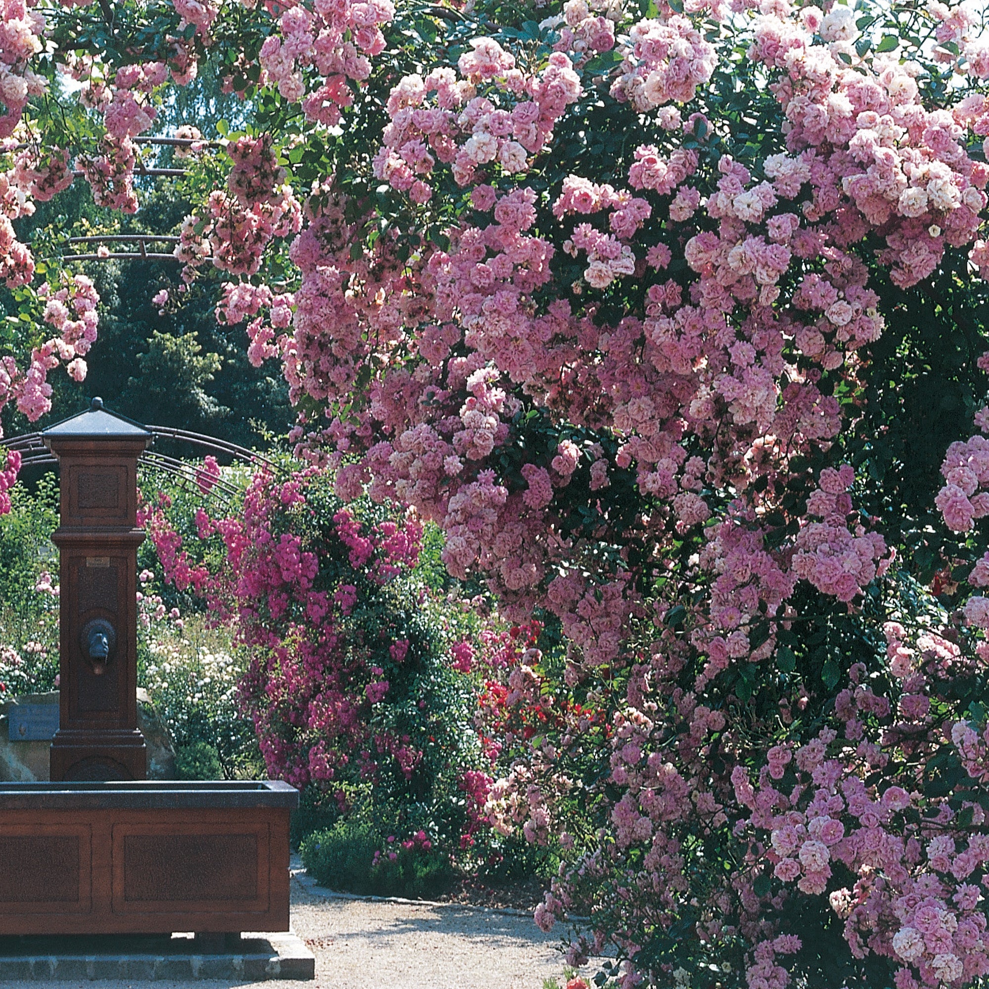 Rambling Roses - David Austin roses