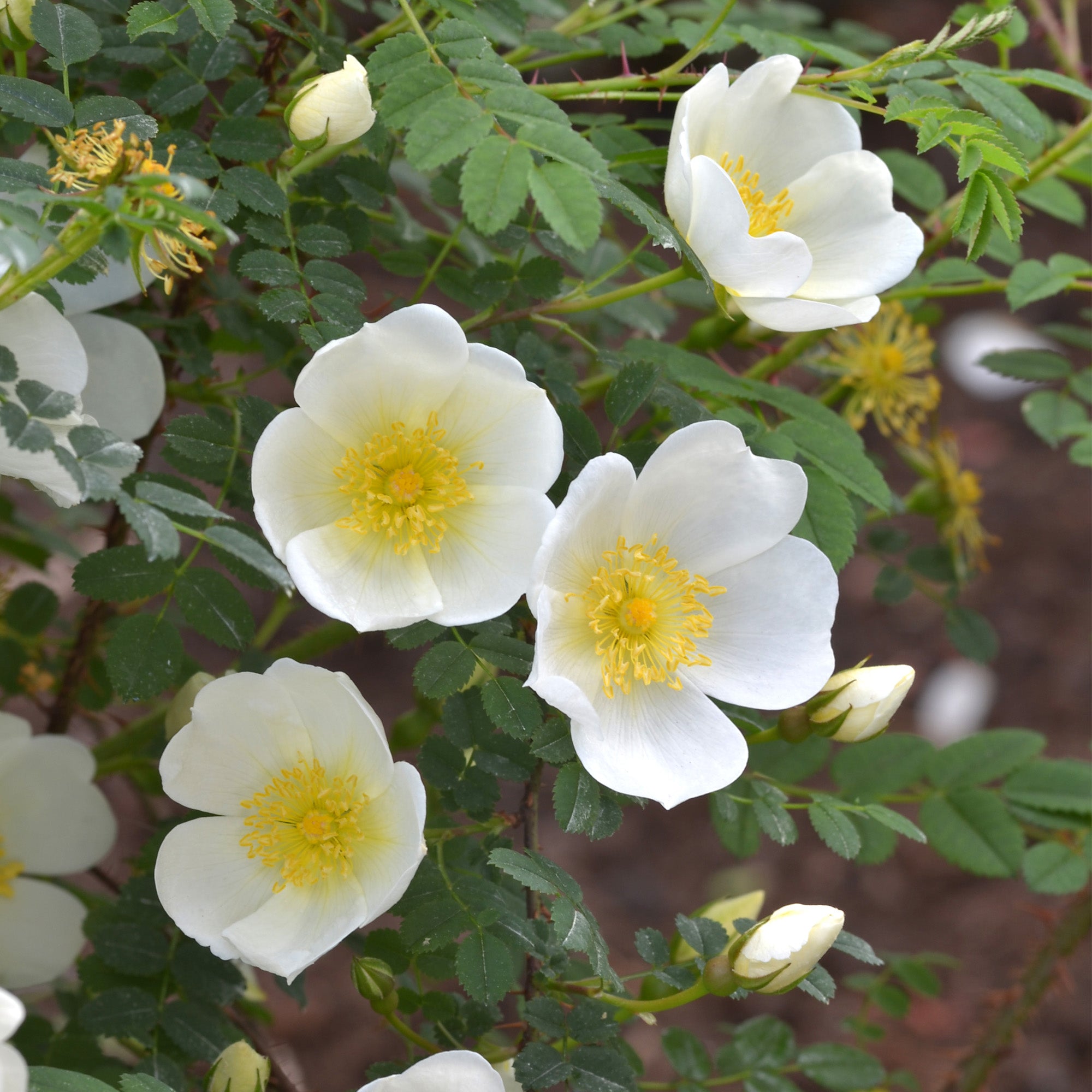 R. spin. 'Dunwich Rose' | Wild Rose | David Austin Roses
