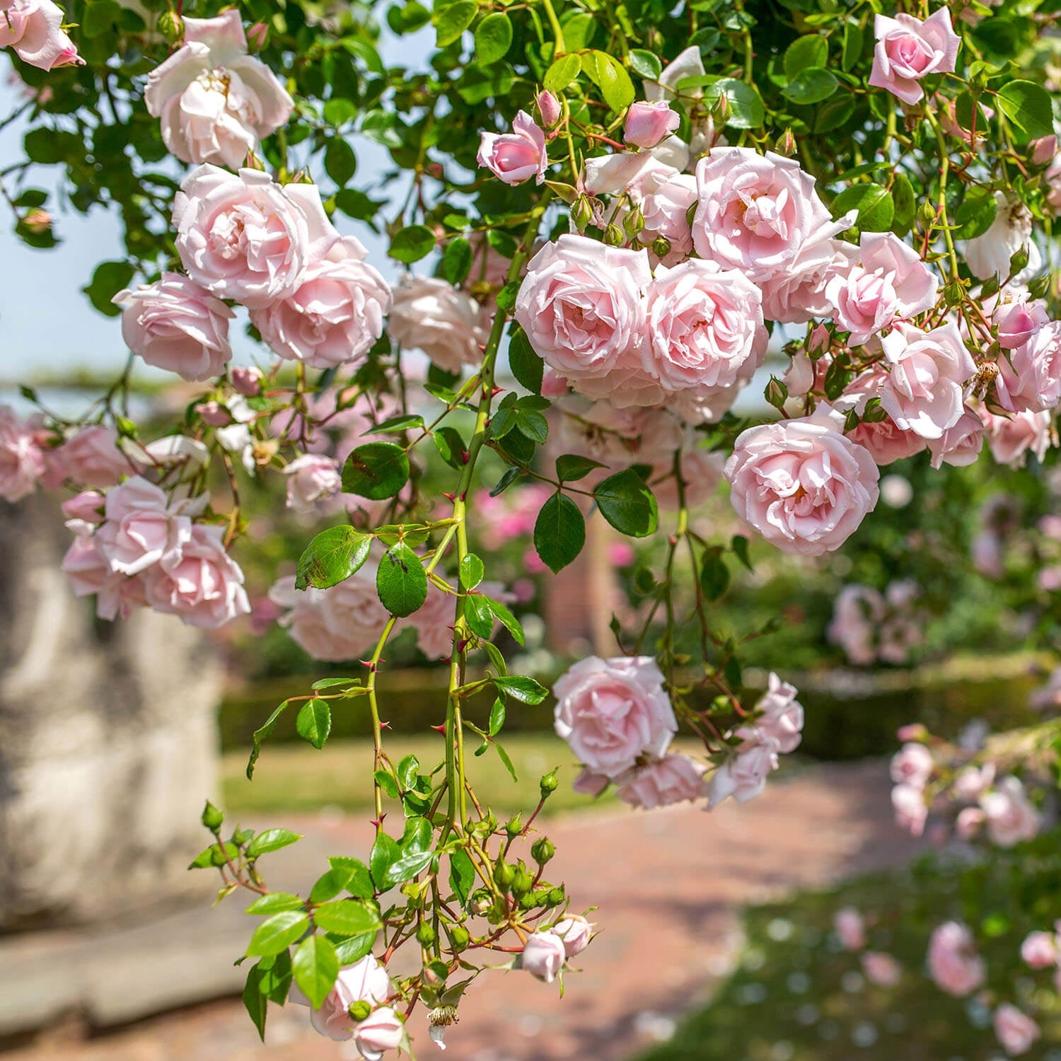 Tumbling Roses Climbing and Rambling Roses
