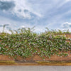 Paul's Himalayan Musk