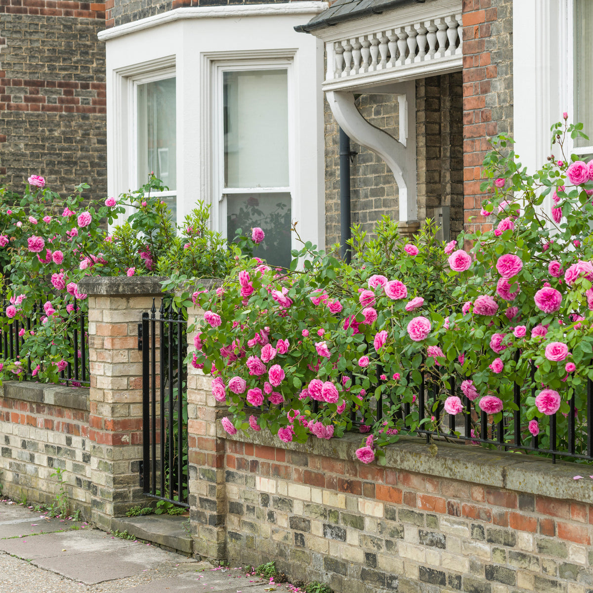 Gertrude Jekyll | English Shrub Rose | David Austin Roses