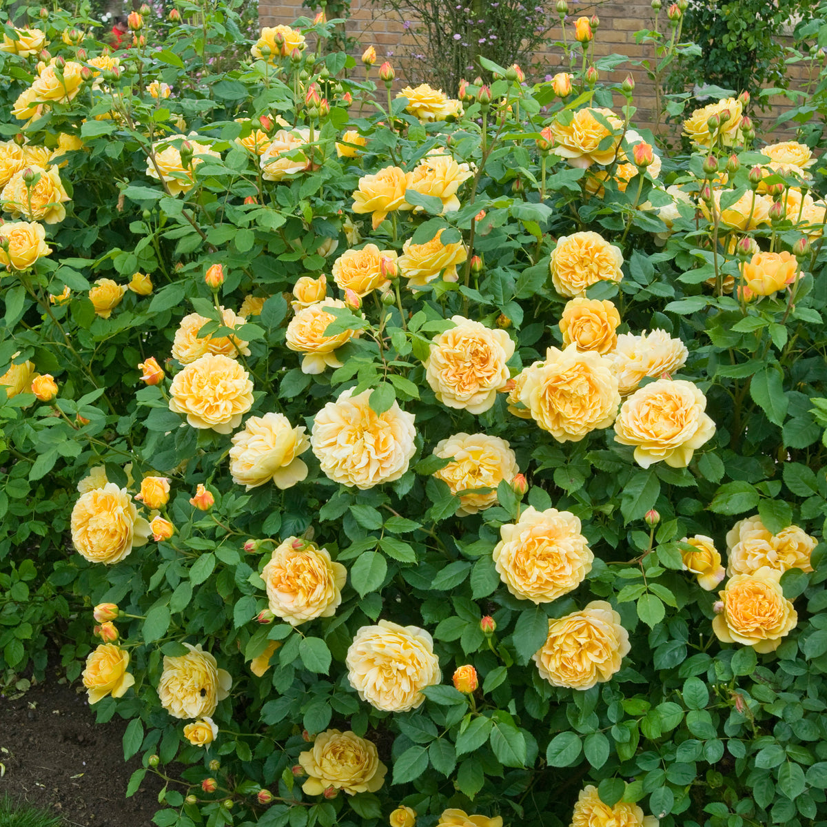 Golden Combo Roses Golden Celebration (Ausgold) | English Shrub Rose | David Austin Roses