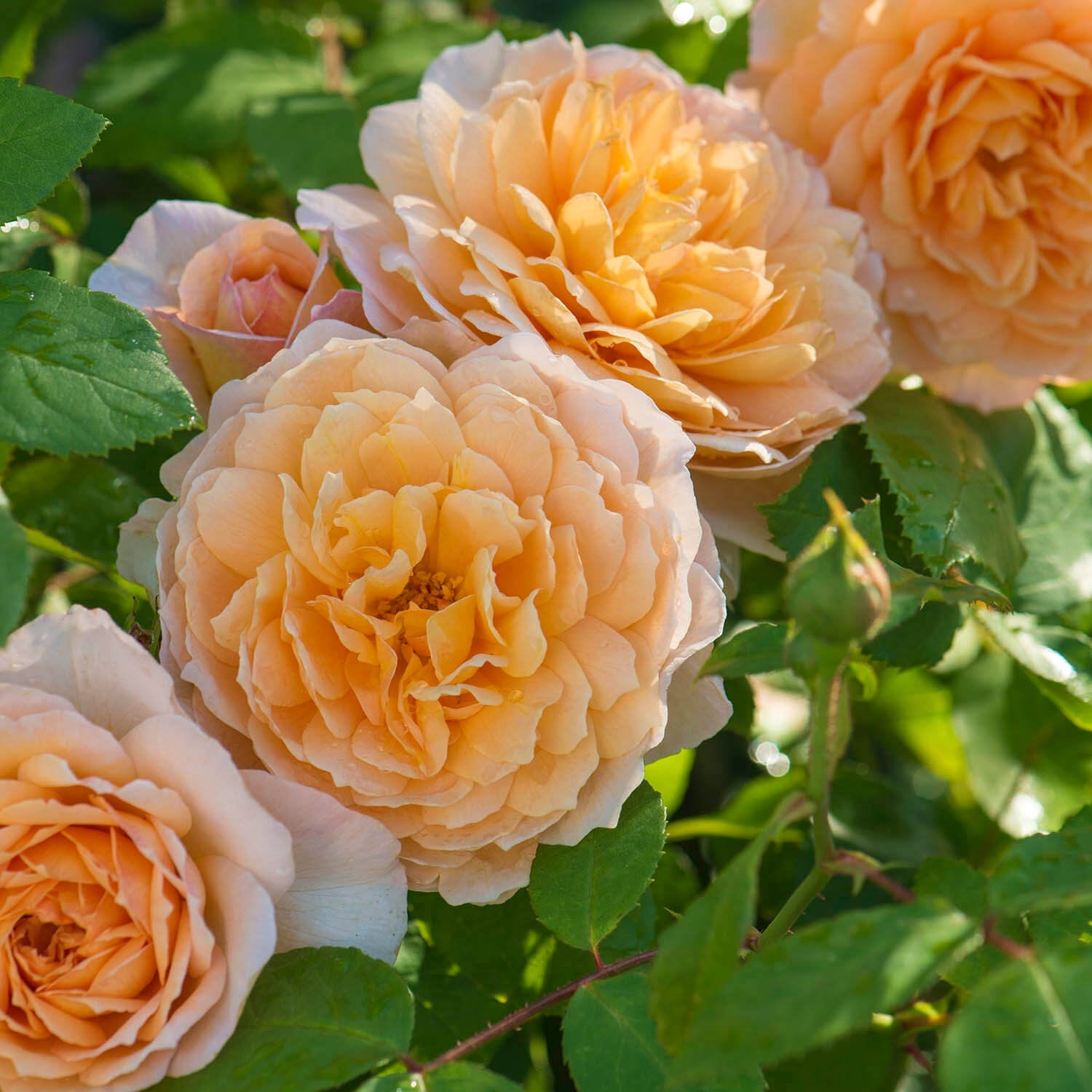 Ehglish Roses Grace (Auskeppy) | English Shrub Rose | David Austin Roses
