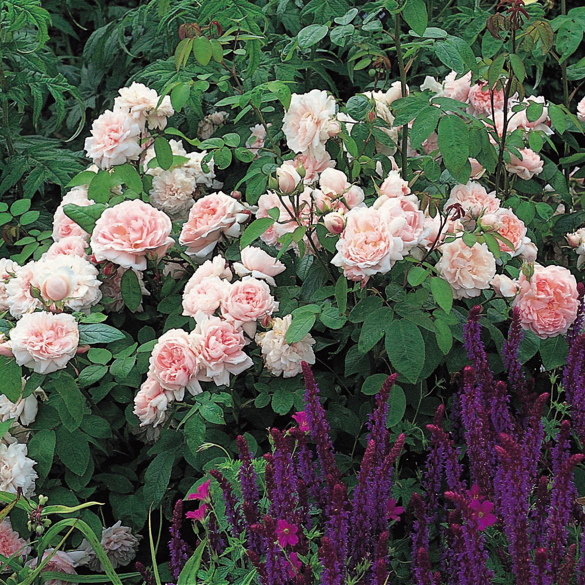 Eglantyne (Ausmak) | English Shrub Rose | David Austin Roses