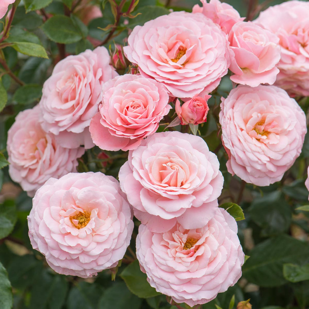 Sexy Rexy (Macrexy) | Floribunda | David Austin Roses