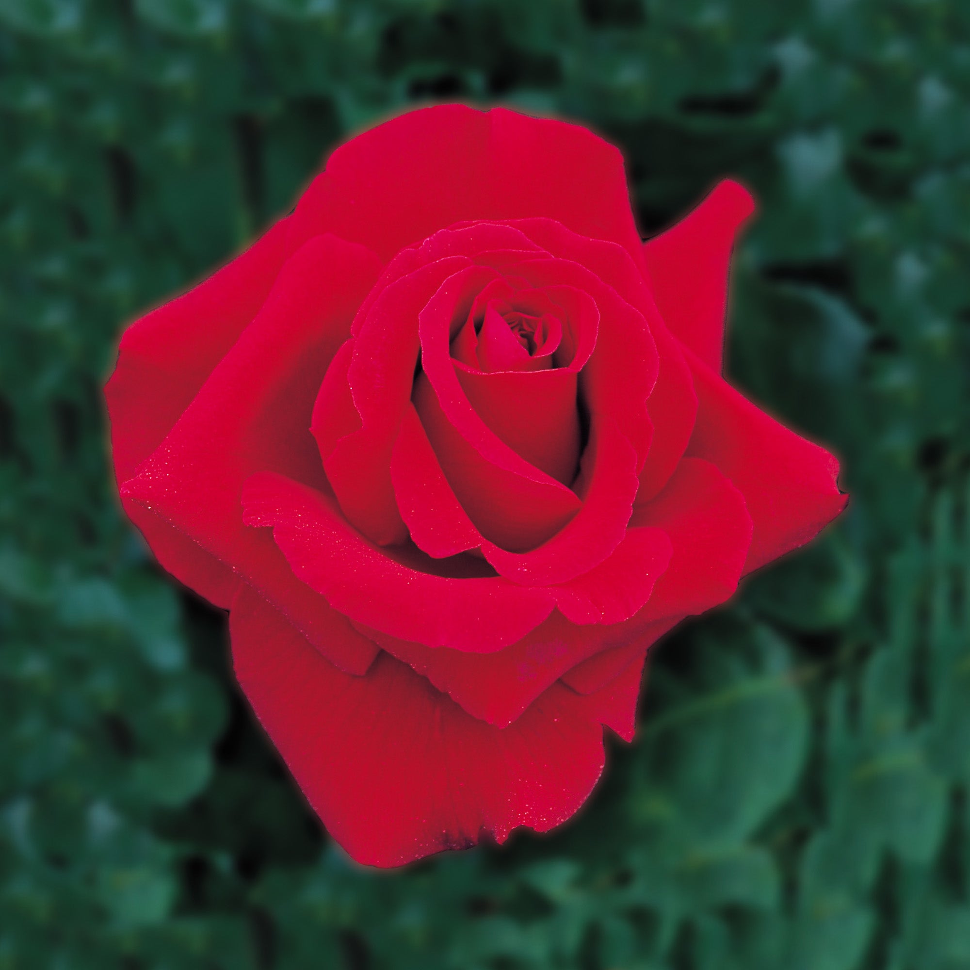 Royal William (Korzaun) | Hybrid Tea | David Austin Roses