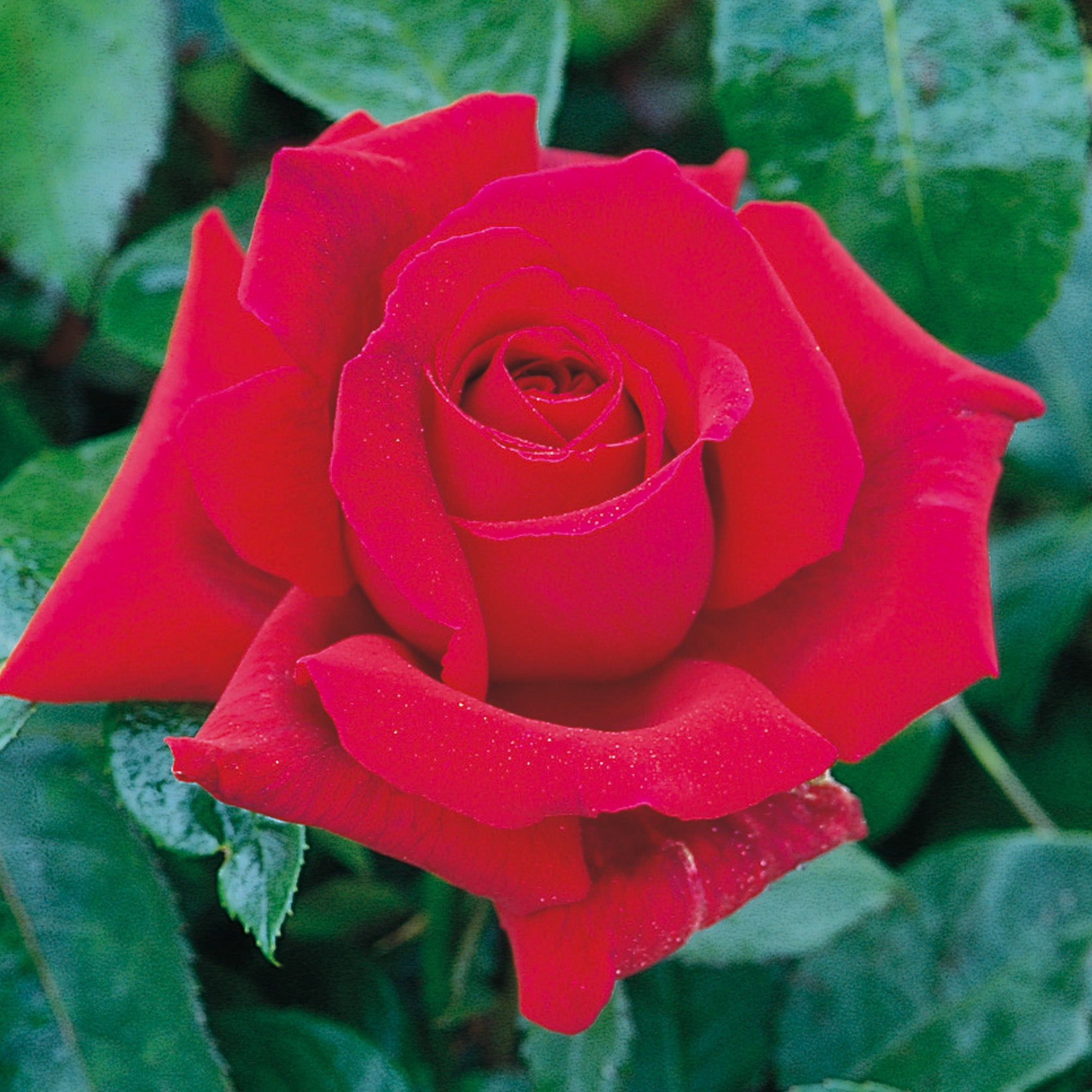 Velvet Fragrance (Fryperdee) | Hybrid Tea | David Austin Roses