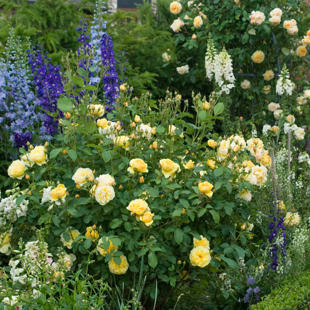 Graham Thomas (Ausmas) | English Shrub Rose | David Austin Roses
