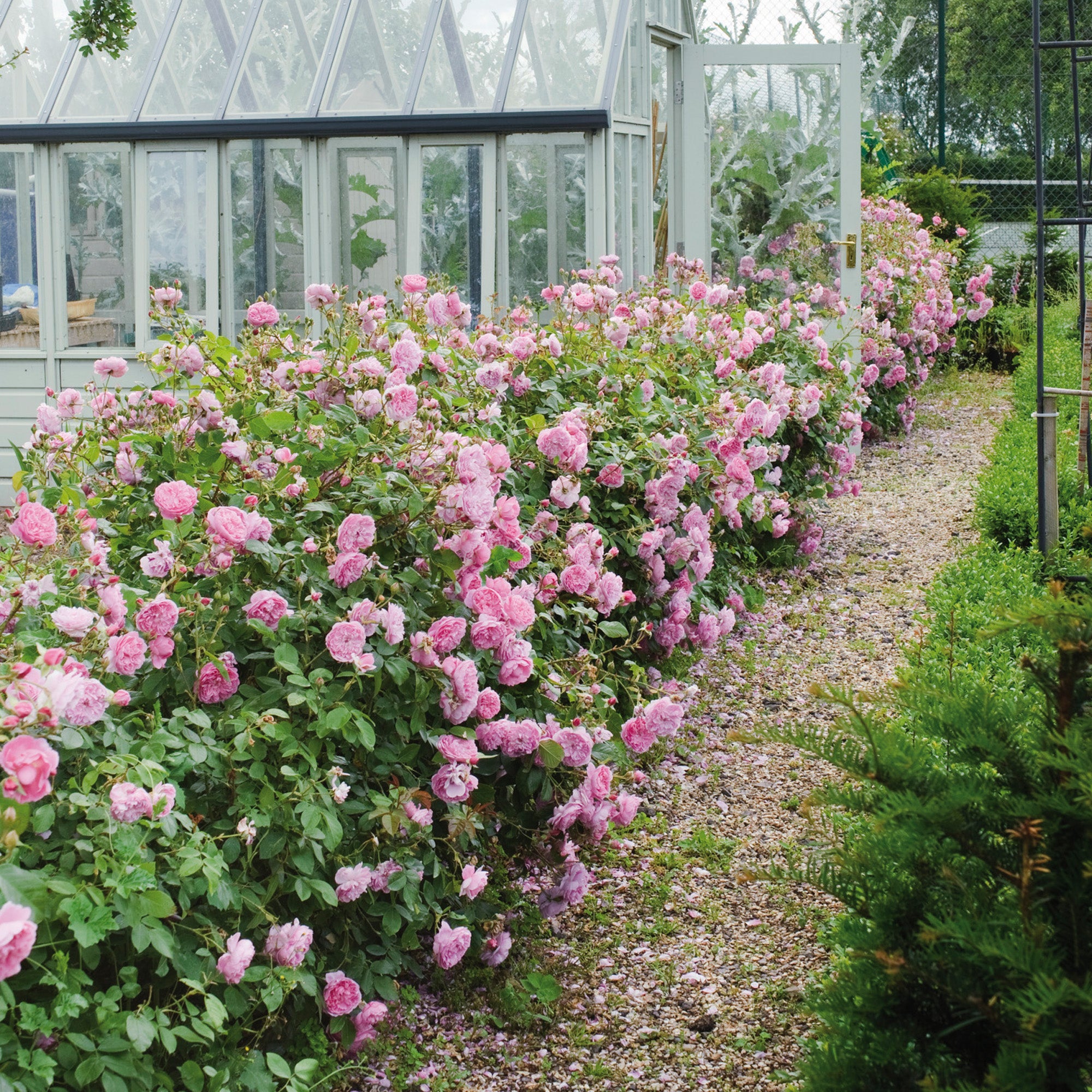 Harlow Carr Hedging Bundle