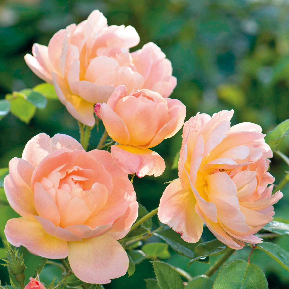 Bee Friendly Roses - David Austin Roses