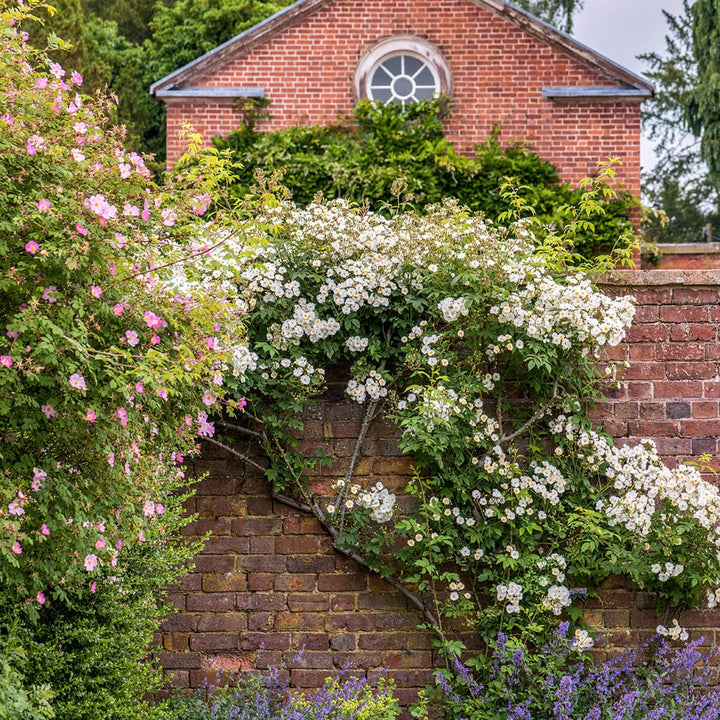 Rambling Rector | Rambling Rose | David Austin Roses