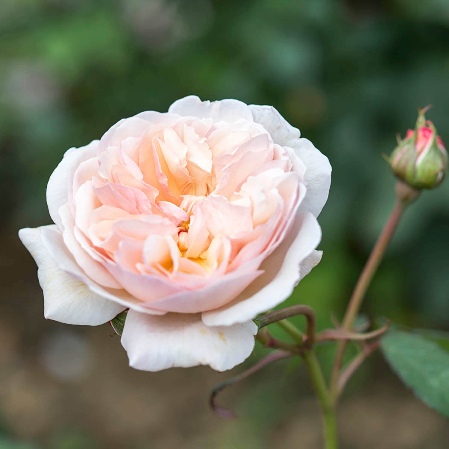 A Shropshire Lad®