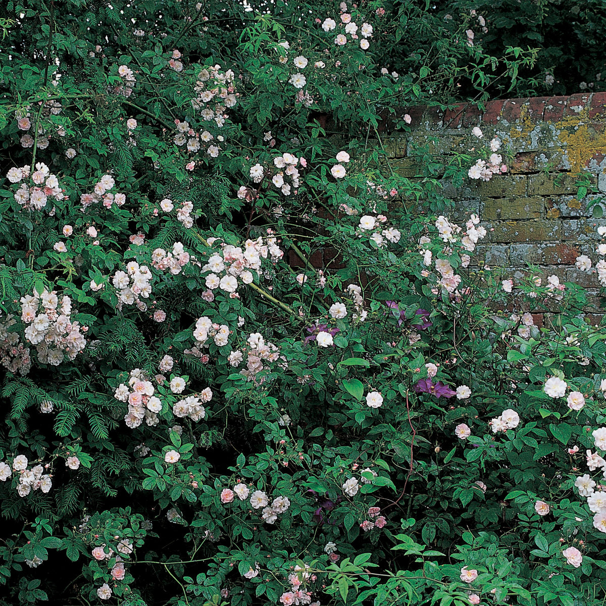 Princesse Louise | Rambling Rose | David Austin Roses