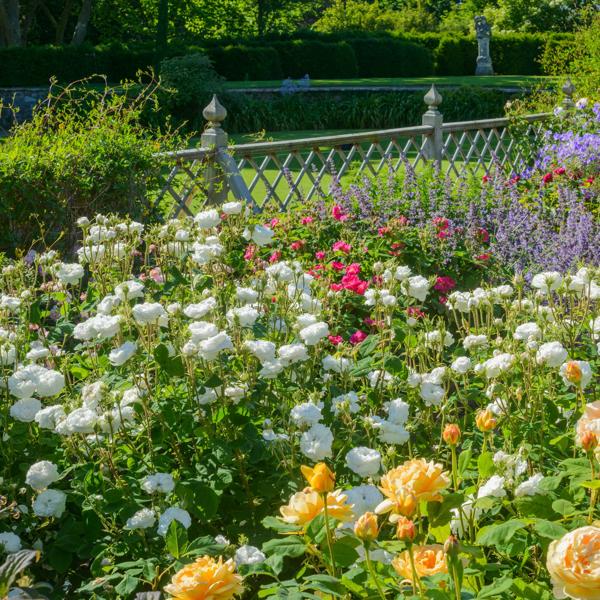 Mme. Hardy | Old Rose | David Austin Roses