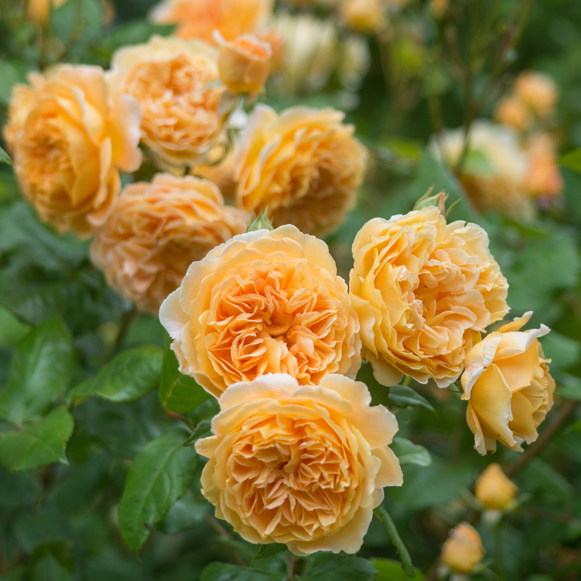 Crown Princess Margareta™