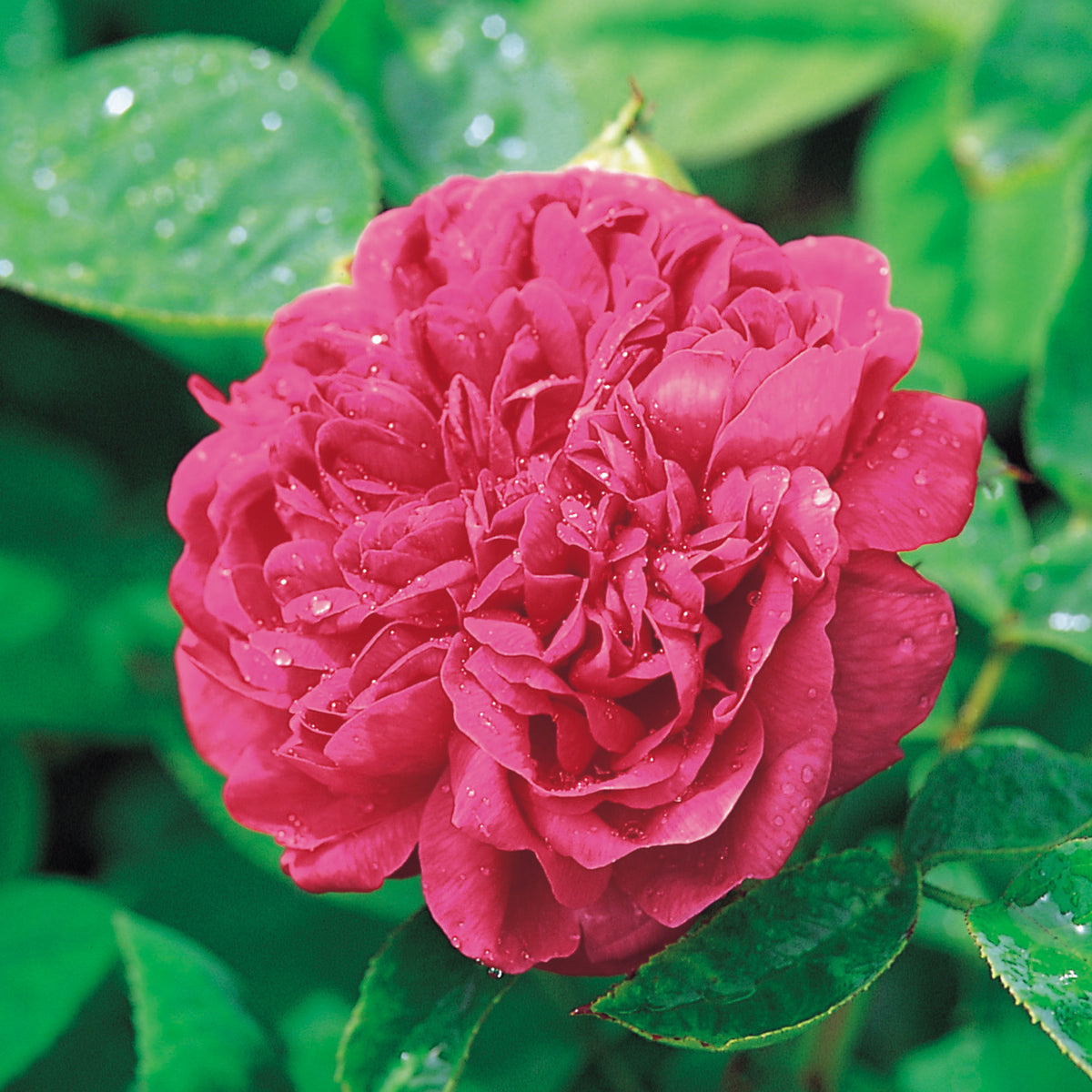 Old Five Roses Old Roses | David Austin Roses