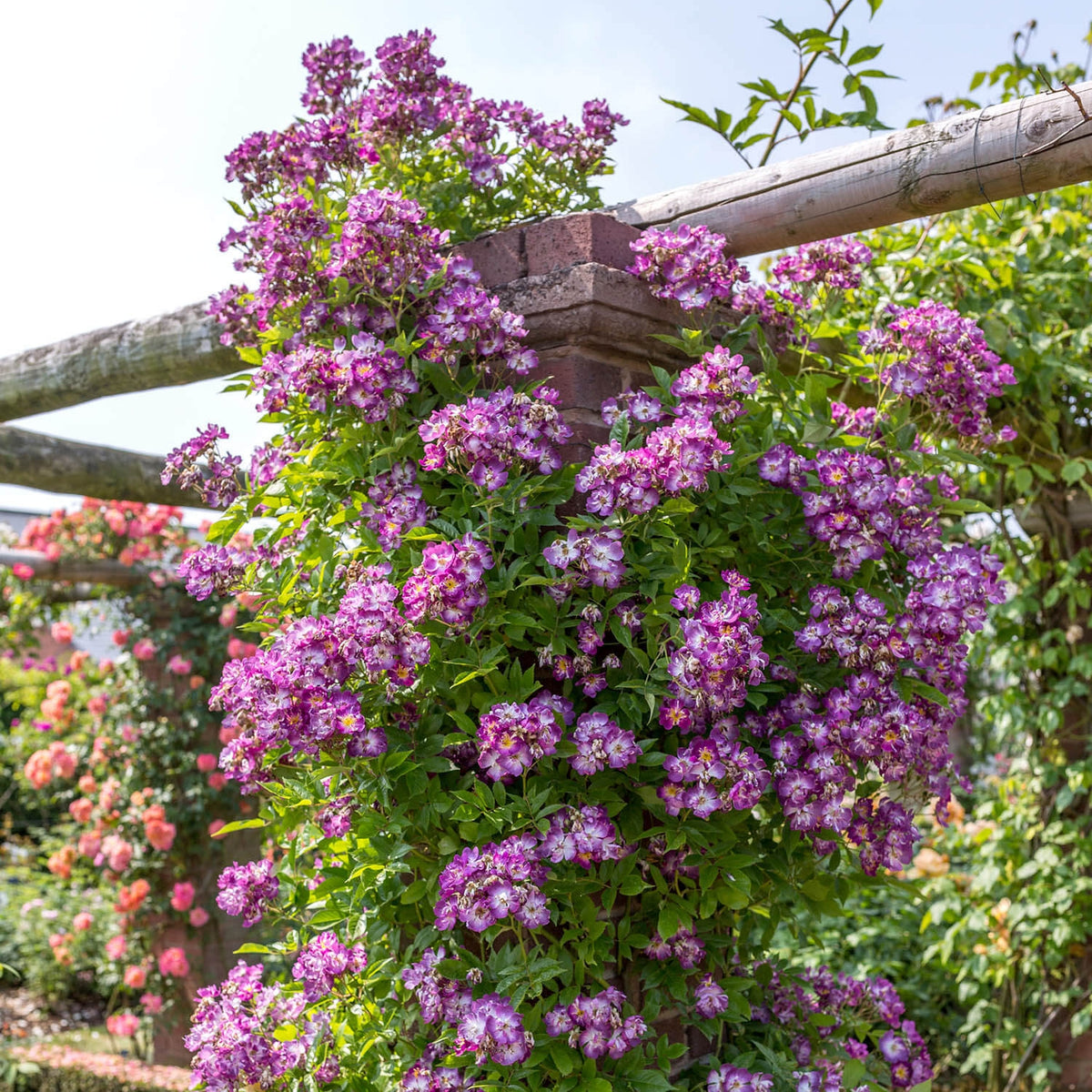 Veilchenblau | Rambling Rose | David Austin Roses