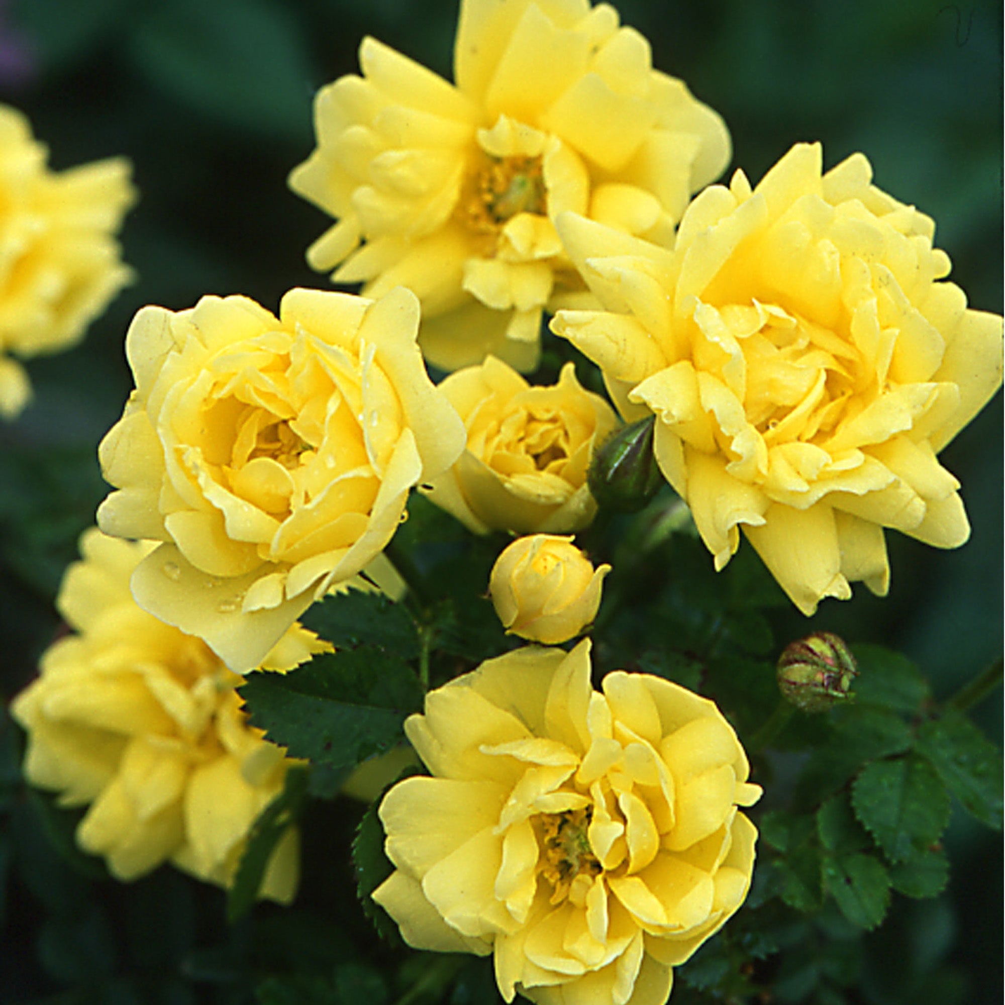 R. spin. 'Williams' Double Yellow' | Wild Rose | David Austin Roses