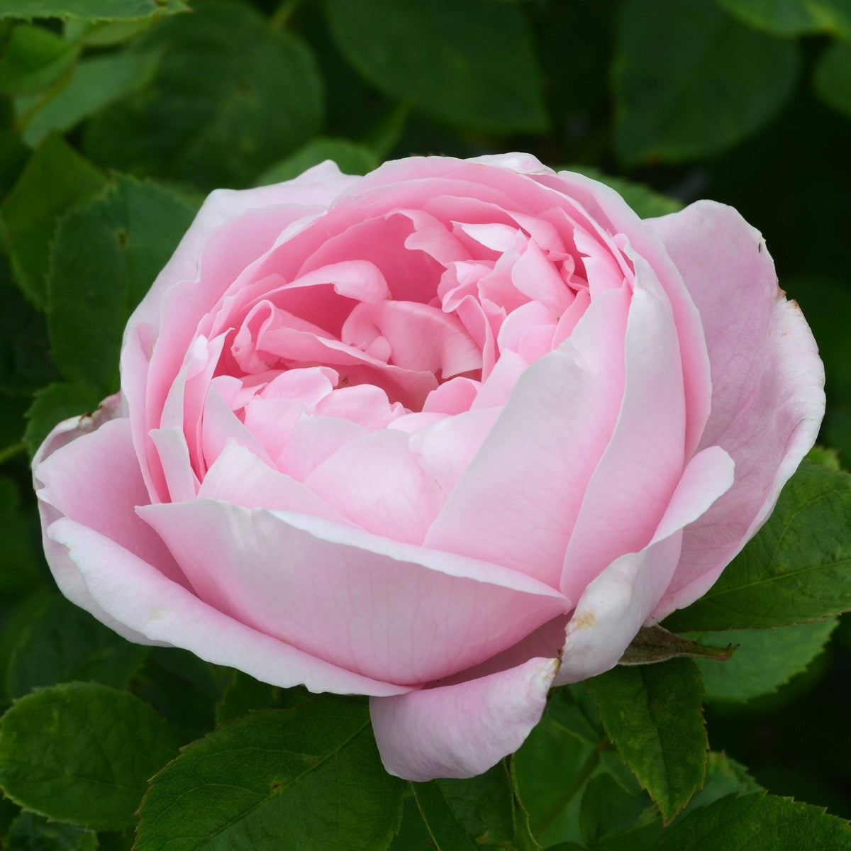 Rotherham Roses Baroness Rothschild | Old Rose | David Austin Roses