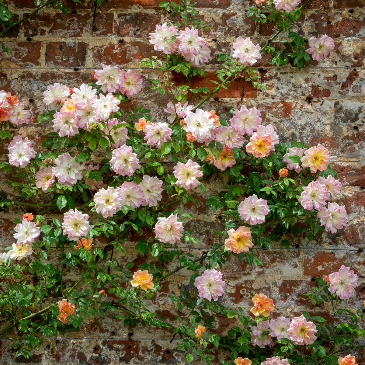 Phyllis Bide | Rambling Rose | David Austin Roses
