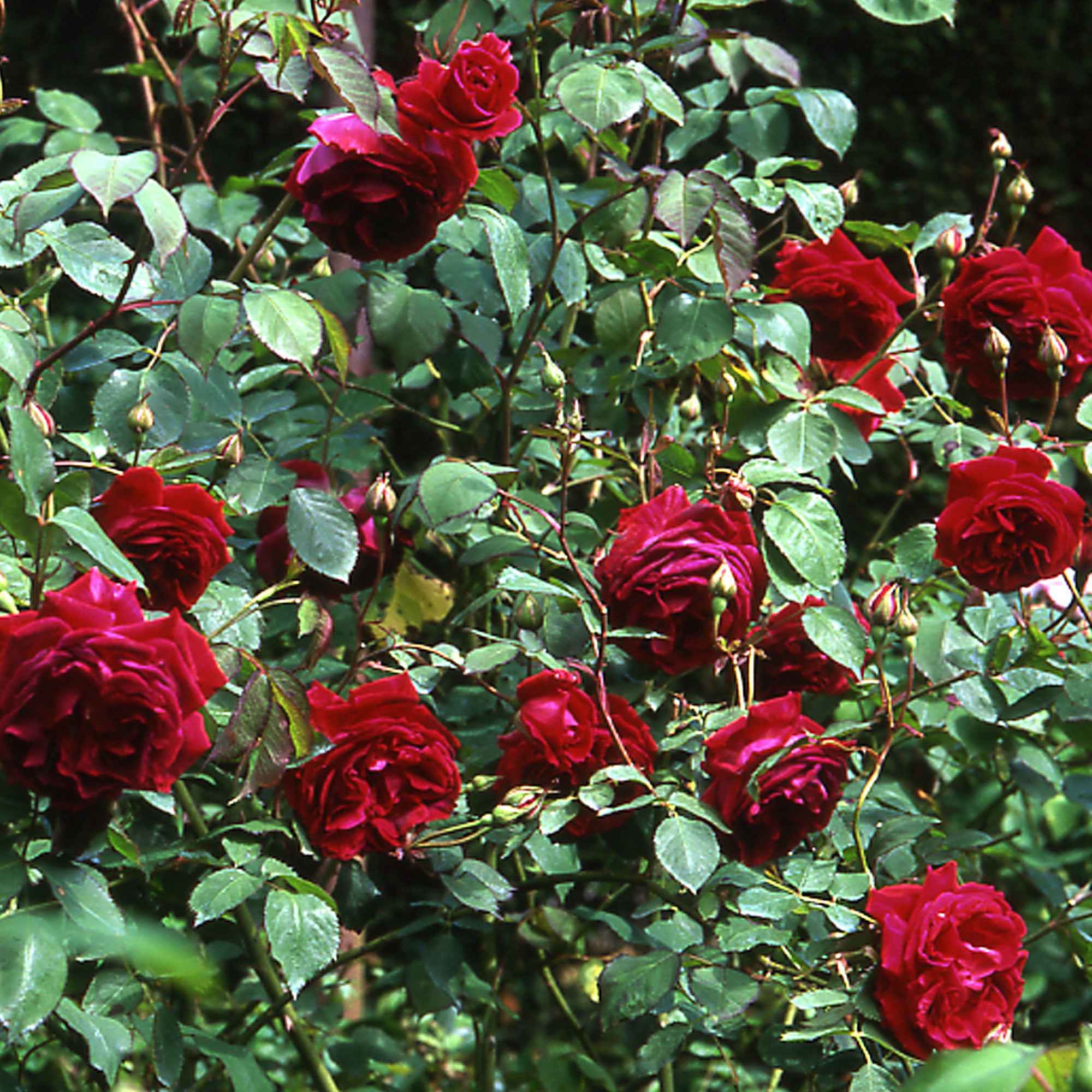 Gruss an Teplitz | Climbing Rose | David Austin Roses