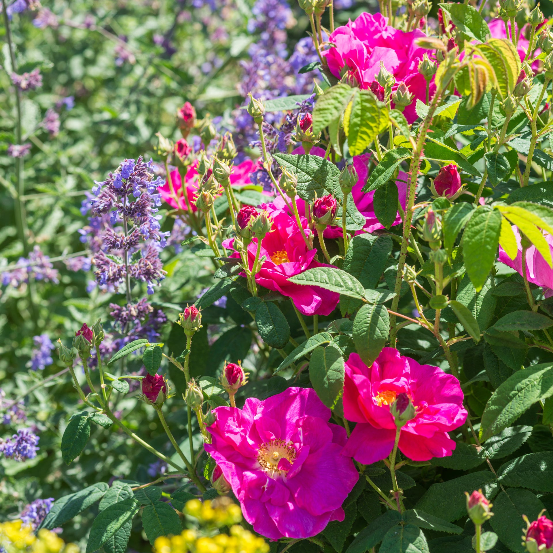 Pink Gallica Roses R. gallica 'Officinalis' | Old Rose | David Austin Roses